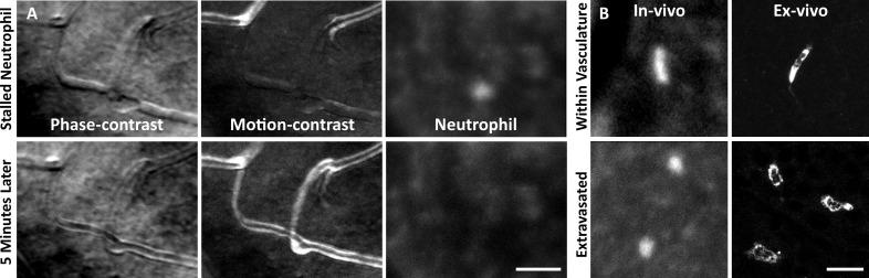 https://cdn.ncbi.nlm.nih.gov/pmc/blobs/71a2/12283074/225924ed4ee7/elife-98662-fig7.jpg