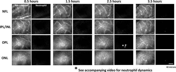 https://cdn.ncbi.nlm.nih.gov/pmc/blobs/71a2/12283074/27508abbdbc2/elife-98662-fig8-figsupp1.jpg