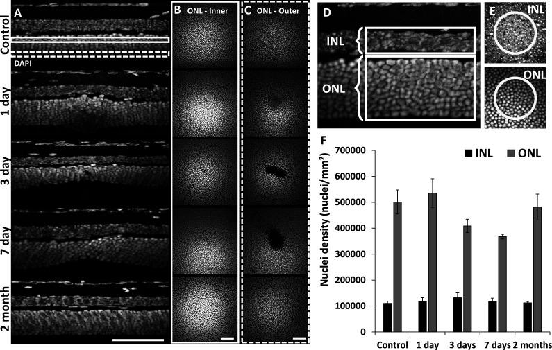 https://cdn.ncbi.nlm.nih.gov/pmc/blobs/71a2/12283074/2e09fc82ba5d/elife-98662-fig3.jpg