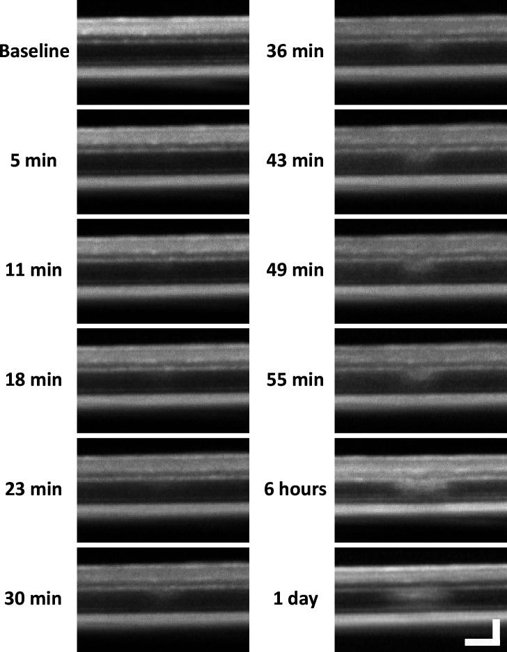 https://cdn.ncbi.nlm.nih.gov/pmc/blobs/71a2/12283074/5598a6aca4c2/elife-98662-fig1-figsupp1.jpg