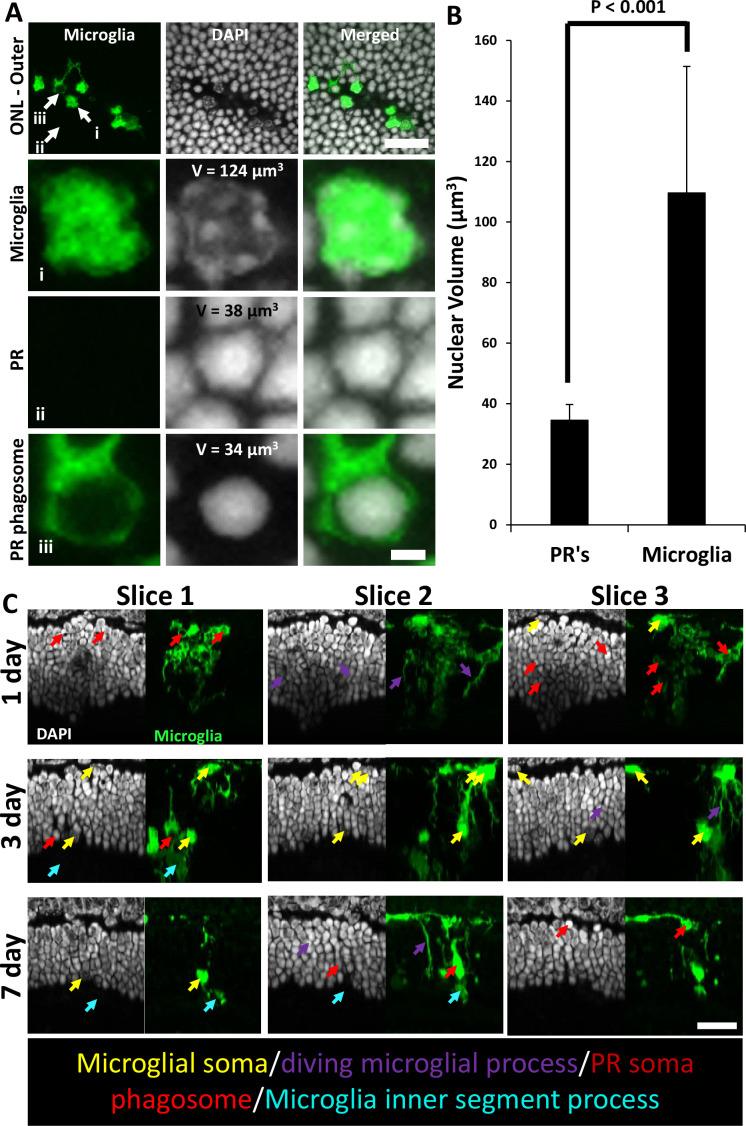 https://cdn.ncbi.nlm.nih.gov/pmc/blobs/71a2/12283074/9ca0196f3385/elife-98662-fig9-figsupp2.jpg