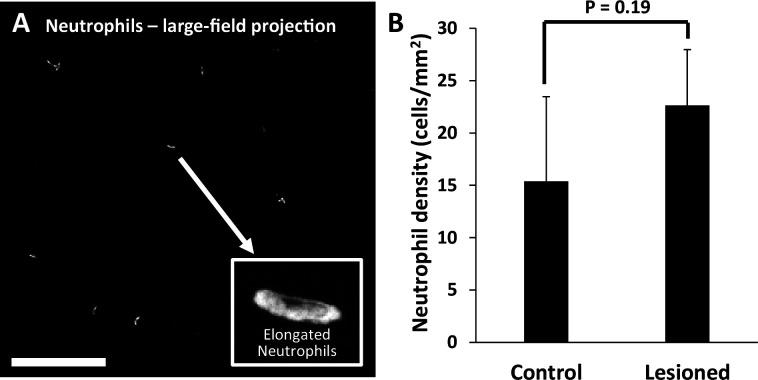 https://cdn.ncbi.nlm.nih.gov/pmc/blobs/71a2/12283074/abab050571fd/elife-98662-fig10.jpg