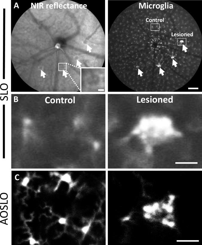 https://cdn.ncbi.nlm.nih.gov/pmc/blobs/71a2/12283074/b234a7a8aba8/elife-98662-fig5.jpg