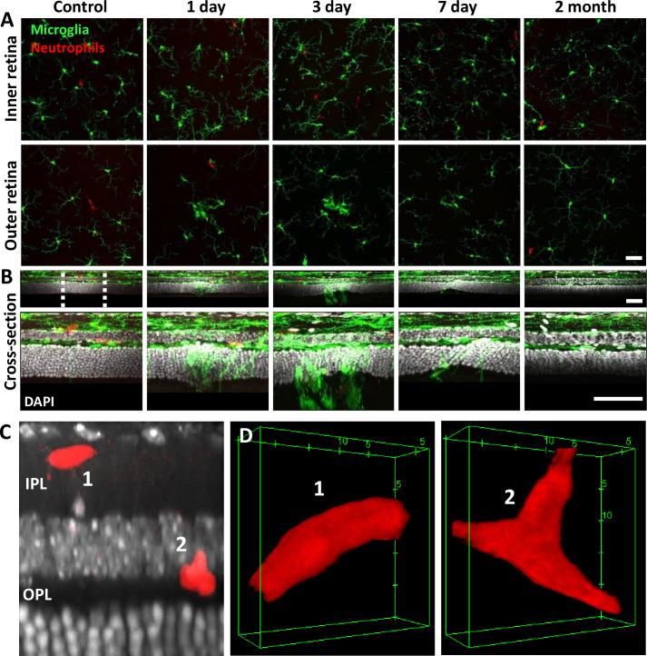 https://cdn.ncbi.nlm.nih.gov/pmc/blobs/71a2/12283074/c263a3b85b18/elife-98662-fig9.jpg