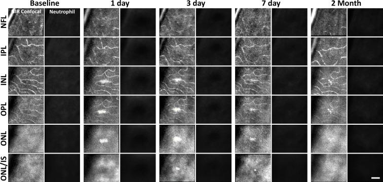 https://cdn.ncbi.nlm.nih.gov/pmc/blobs/71a2/12283074/ed6df07712ca/elife-98662-fig8.jpg