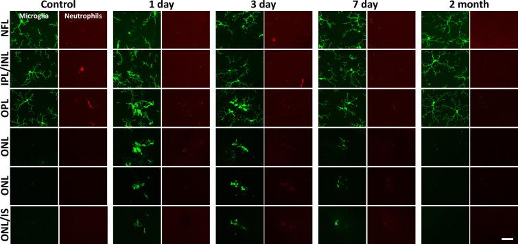 https://cdn.ncbi.nlm.nih.gov/pmc/blobs/71a2/12283074/f2a9f6ae6b30/elife-98662-fig9-figsupp1.jpg