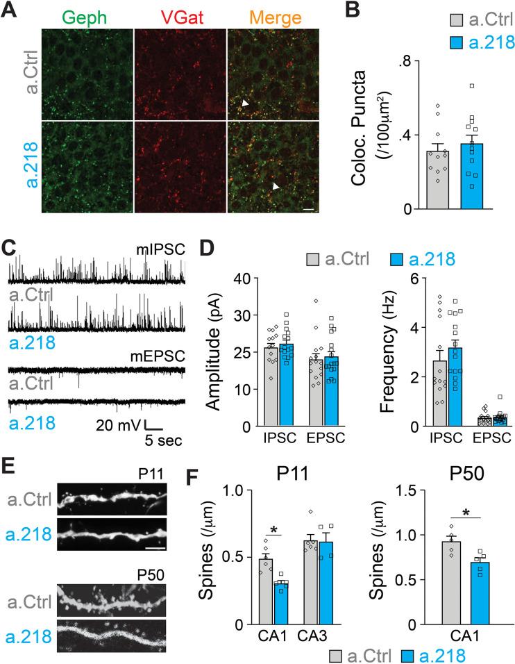 https://cdn.ncbi.nlm.nih.gov/pmc/blobs/71a5/10637775/280927804965/elife-82729-fig6.jpg