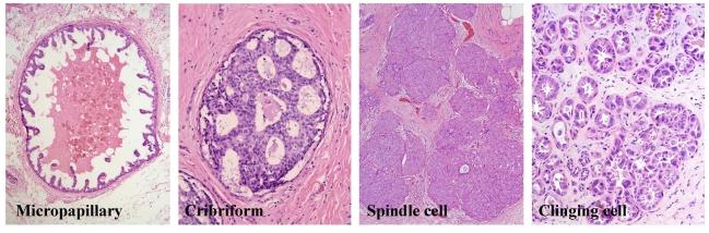 https://cdn.ncbi.nlm.nih.gov/pmc/blobs/71a5/2931354/46882db83b8b/jcav01p0006g01.jpg