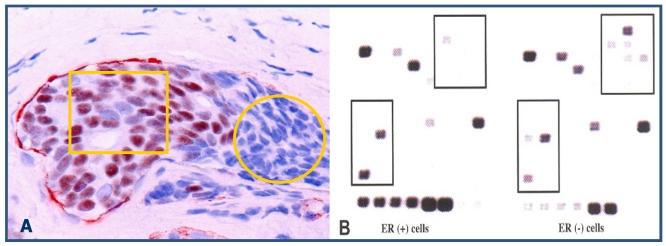 https://cdn.ncbi.nlm.nih.gov/pmc/blobs/71a5/2931354/c357b53eeb40/jcav01p0006g08.jpg