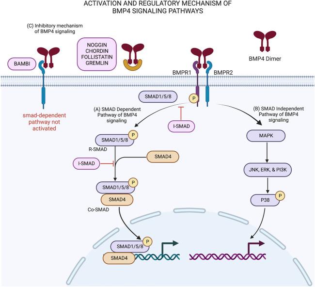 https://cdn.ncbi.nlm.nih.gov/pmc/blobs/71a7/9634734/93d1970f42ae/fcell-10-1045103-g001.jpg