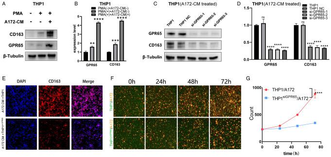 https://cdn.ncbi.nlm.nih.gov/pmc/blobs/71ac/11315802/51c7be0b1d20/10143_2024_2633_Fig5_HTML.jpg