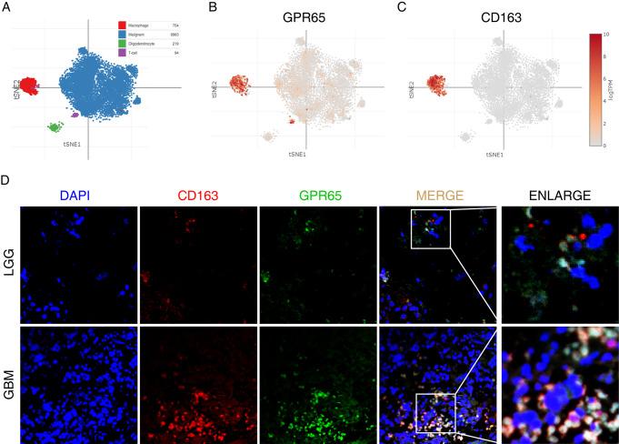 https://cdn.ncbi.nlm.nih.gov/pmc/blobs/71ac/11315802/74d58cff2c75/10143_2024_2633_Fig4_HTML.jpg