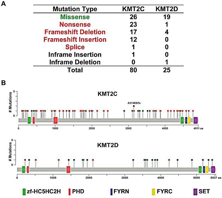 https://cdn.ncbi.nlm.nih.gov/pmc/blobs/71ae/4385864/eb2564726c04/oncotarget-06-2466-g003.jpg