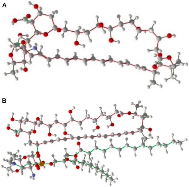 https://cdn.ncbi.nlm.nih.gov/pmc/blobs/71b0/9214246/143abaa4b1a1/fphar-13-860598-g001.jpg