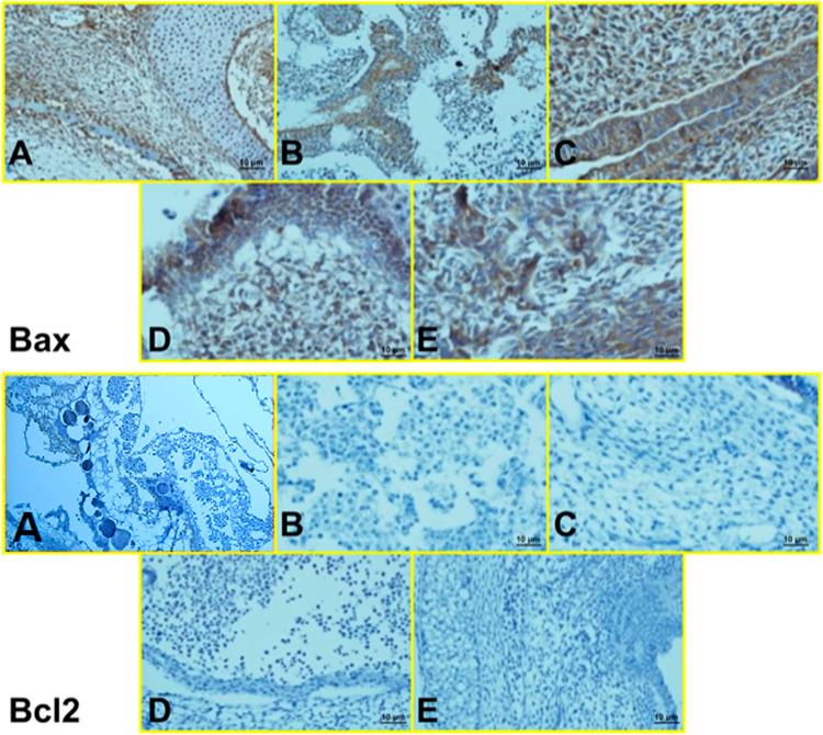 https://cdn.ncbi.nlm.nih.gov/pmc/blobs/71b0/9214246/6864a43bcbb7/fphar-13-860598-g010.jpg