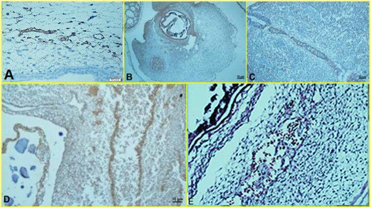 https://cdn.ncbi.nlm.nih.gov/pmc/blobs/71b0/9214246/b83dcfb9969e/fphar-13-860598-g009.jpg