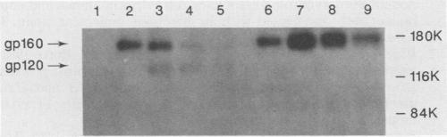 https://cdn.ncbi.nlm.nih.gov/pmc/blobs/71b3/251101/086d405fc7de/jvirol00078-0211-b.jpg