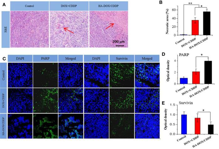 https://cdn.ncbi.nlm.nih.gov/pmc/blobs/71b5/7485461/6ef4c565765c/fphar-11-532457-g007.jpg