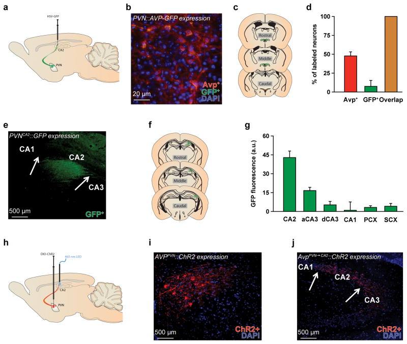 https://cdn.ncbi.nlm.nih.gov/pmc/blobs/71b6/4935650/6de1731c933a/nihms736169f1.jpg