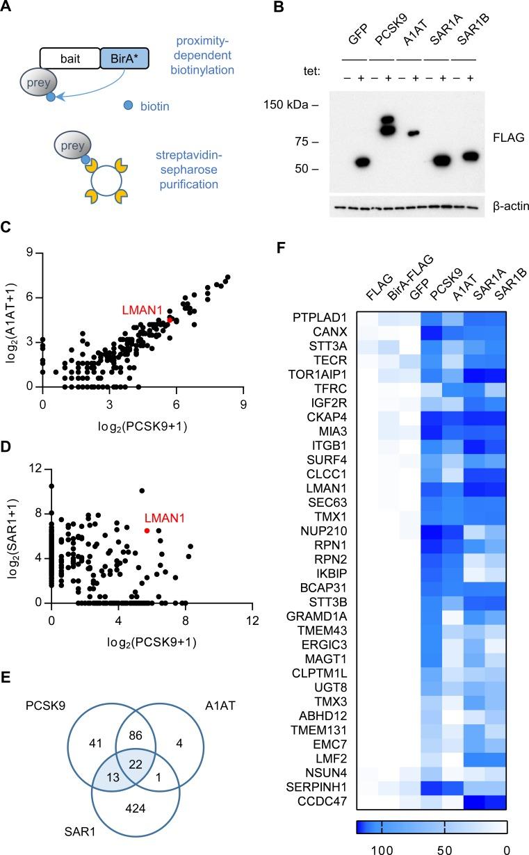 https://cdn.ncbi.nlm.nih.gov/pmc/blobs/71bc/6156083/62a7cfdfc30e/elife-38839-fig1.jpg