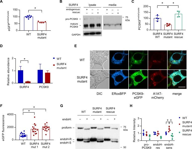 https://cdn.ncbi.nlm.nih.gov/pmc/blobs/71bc/6156083/7cf1455b280b/elife-38839-fig5.jpg