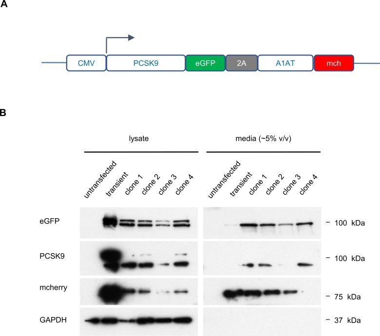 https://cdn.ncbi.nlm.nih.gov/pmc/blobs/71bc/6156083/853fa9e6a487/elife-38839-fig2-figsupp1.jpg
