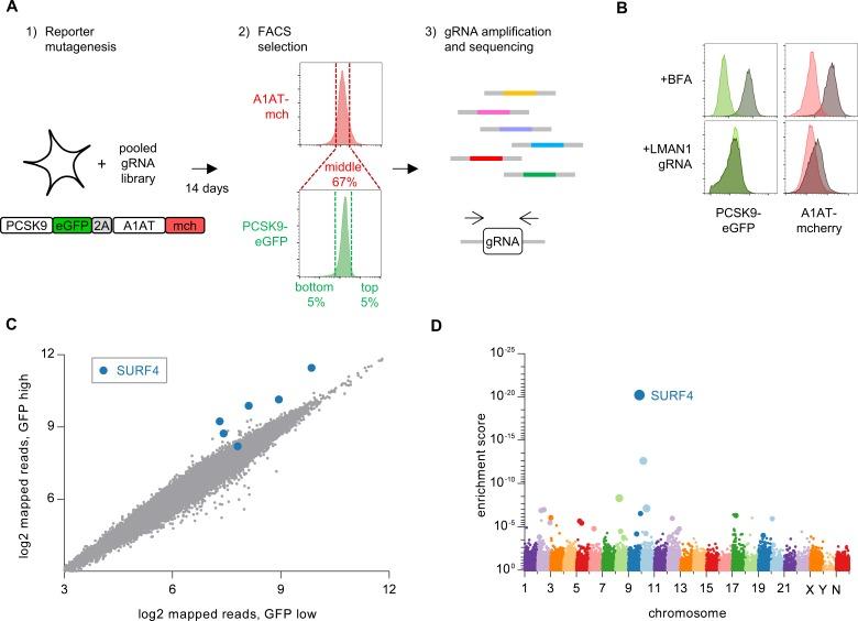 https://cdn.ncbi.nlm.nih.gov/pmc/blobs/71bc/6156083/94b8e365d3a0/elife-38839-fig2.jpg