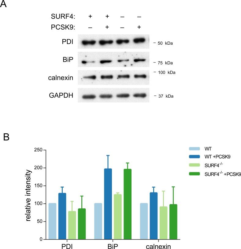 https://cdn.ncbi.nlm.nih.gov/pmc/blobs/71bc/6156083/b458fe36ec51/elife-38839-fig3-figsupp1.jpg