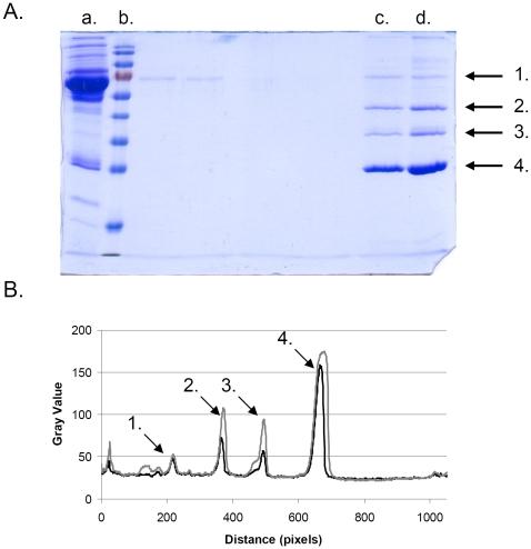 https://cdn.ncbi.nlm.nih.gov/pmc/blobs/71bd/2880601/fd957a57d166/pone.0010949.g004.jpg