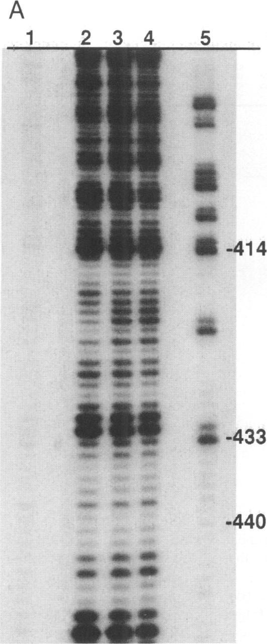 https://cdn.ncbi.nlm.nih.gov/pmc/blobs/71bd/398206/be73c07b0a4f/emboj00030-0223-a.jpg