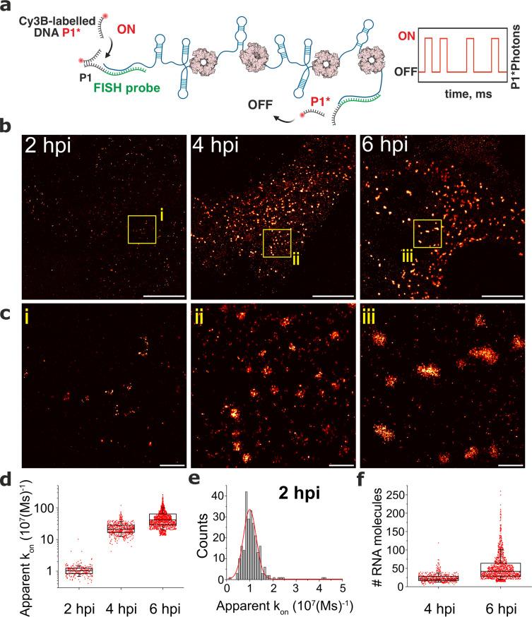 https://cdn.ncbi.nlm.nih.gov/pmc/blobs/71bd/9925054/2d63c509e55d/elife-68670-fig3.jpg