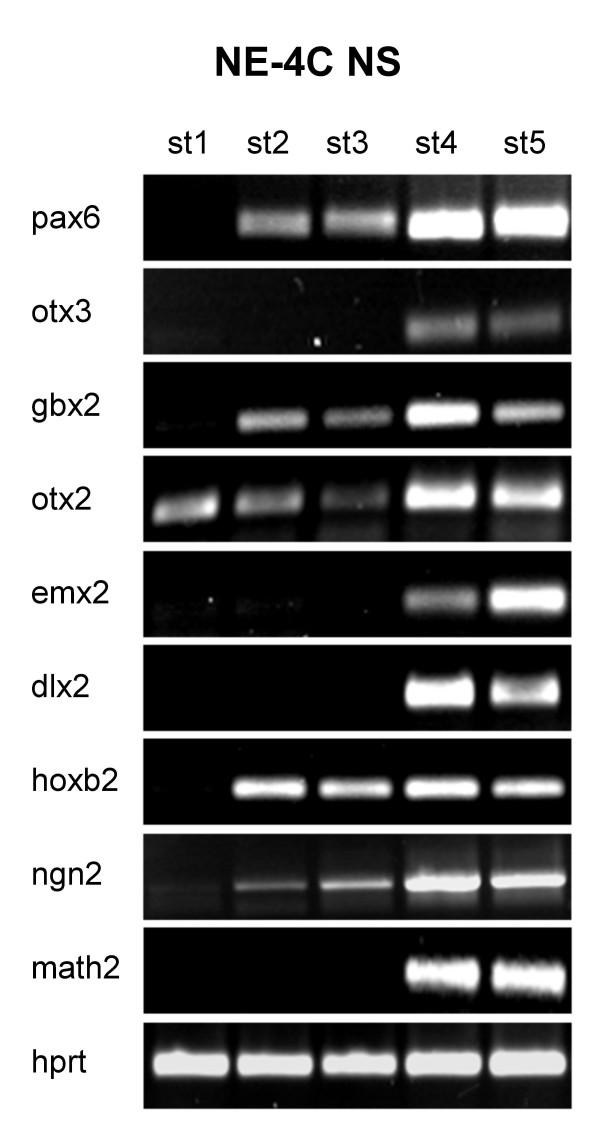 https://cdn.ncbi.nlm.nih.gov/pmc/blobs/71c4/2556672/2c032905f3e8/1471-213X-8-89-7.jpg