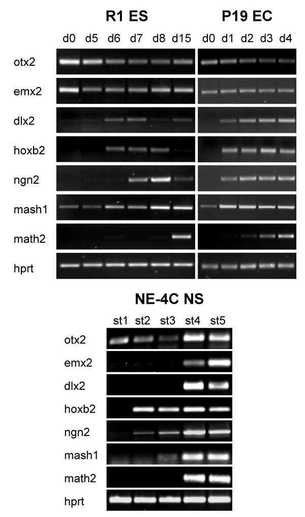 https://cdn.ncbi.nlm.nih.gov/pmc/blobs/71c4/2556672/4bfbc1aba13d/1471-213X-8-89-4.jpg