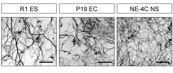 https://cdn.ncbi.nlm.nih.gov/pmc/blobs/71c4/2556672/be41abab2332/1471-213X-8-89-1.jpg