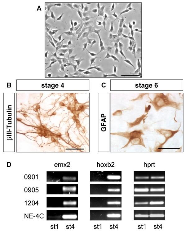 https://cdn.ncbi.nlm.nih.gov/pmc/blobs/71c4/2556672/c5a54b0b4936/1471-213X-8-89-6.jpg