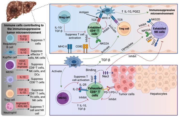 https://cdn.ncbi.nlm.nih.gov/pmc/blobs/71c5/12386211/1214b4360a41/ijms-26-07836-g001.jpg