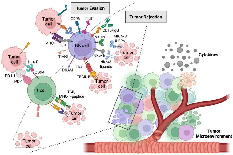 https://cdn.ncbi.nlm.nih.gov/pmc/blobs/71c5/12386211/1db65046051f/ijms-26-07836-g002.jpg
