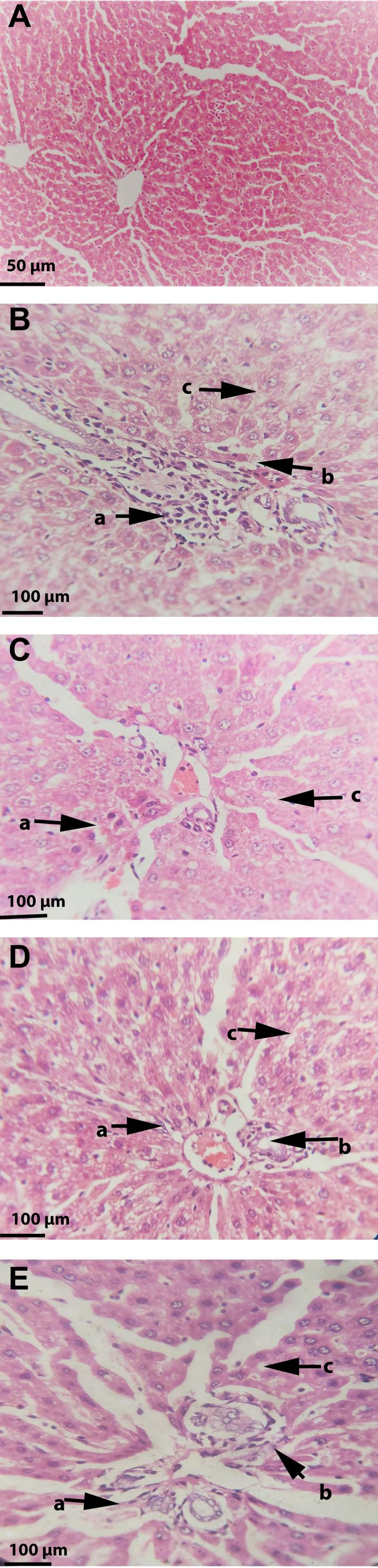 https://cdn.ncbi.nlm.nih.gov/pmc/blobs/71c5/8886028/a2773c134c68/JIR-15-1293-g0009.jpg