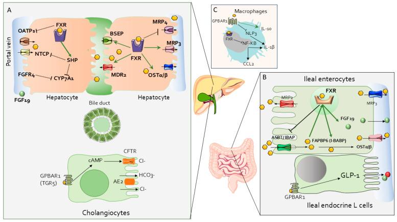 https://cdn.ncbi.nlm.nih.gov/pmc/blobs/71c7/11475195/33e7543cf277/cells-13-01650-g003.jpg