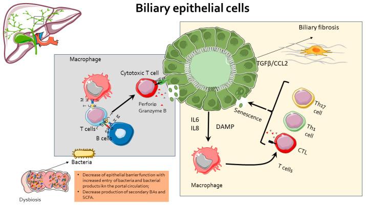 https://cdn.ncbi.nlm.nih.gov/pmc/blobs/71c7/11475195/75187c081a8e/cells-13-01650-g002.jpg