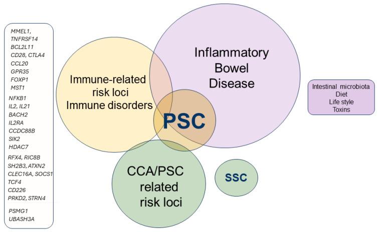 https://cdn.ncbi.nlm.nih.gov/pmc/blobs/71c7/11475195/f93160fe055c/cells-13-01650-g001.jpg