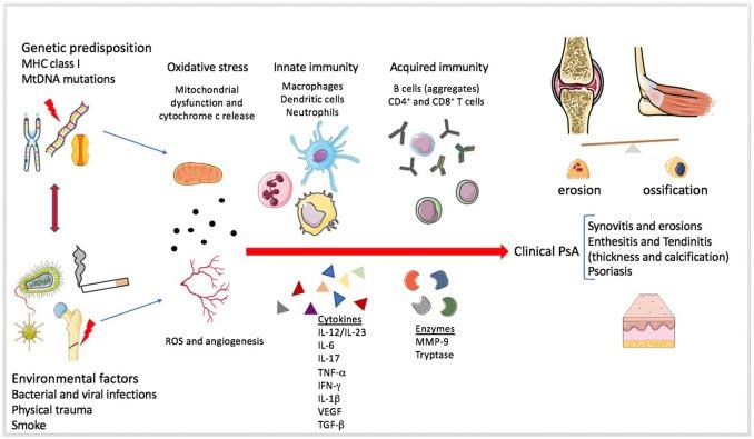 https://cdn.ncbi.nlm.nih.gov/pmc/blobs/71c9/6220124/4ea1b41cab9c/fimmu-09-02363-g0003.jpg