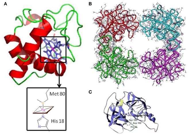 https://cdn.ncbi.nlm.nih.gov/pmc/blobs/71c9/6220124/8565c58906fb/fimmu-09-02363-g0001.jpg