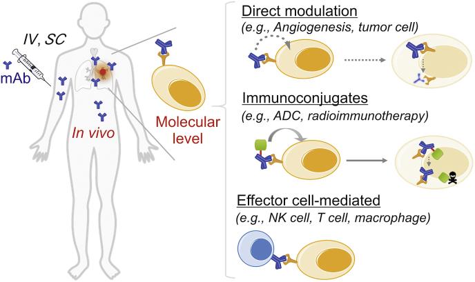 https://cdn.ncbi.nlm.nih.gov/pmc/blobs/71ca/7591813/003406454b95/gr2.jpg