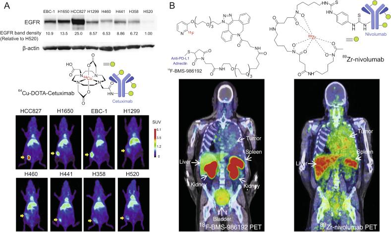 https://cdn.ncbi.nlm.nih.gov/pmc/blobs/71ca/7591813/066d36ed578a/gr5.jpg