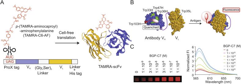 https://cdn.ncbi.nlm.nih.gov/pmc/blobs/71ca/7591813/0b2170aacb32/gr15.jpg