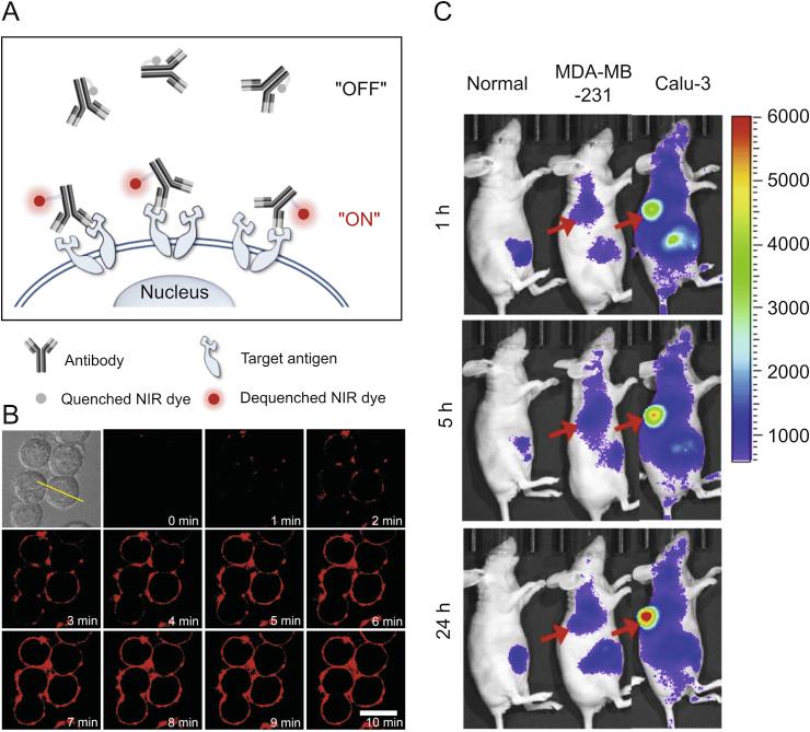 https://cdn.ncbi.nlm.nih.gov/pmc/blobs/71ca/7591813/333ef5307bd3/gr17.jpg