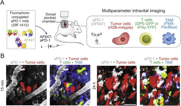 https://cdn.ncbi.nlm.nih.gov/pmc/blobs/71ca/7591813/9802990c1648/gr19.jpg