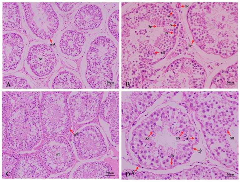 https://cdn.ncbi.nlm.nih.gov/pmc/blobs/71ca/9778047/5da2e052b796/genes-13-02212-g002.jpg
