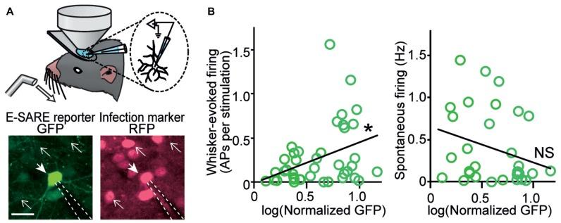 https://cdn.ncbi.nlm.nih.gov/pmc/blobs/71cb/4005930/19bd3d62903f/fncir-08-00037-g002.jpg